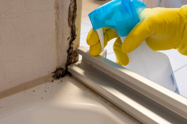 Best Emergency Mold Remediation in Dale City, VA