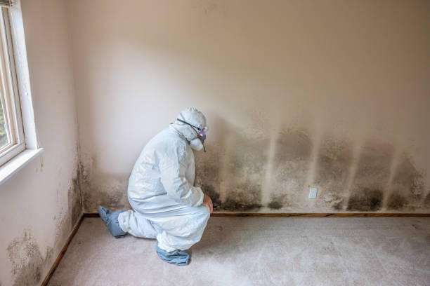 Best Crawl Space Mold Remediation in Dale City, VA