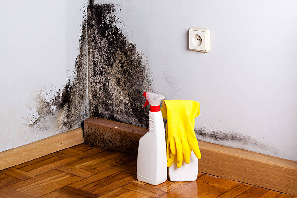 Best Attic Mold Remediation in Dale City, VA