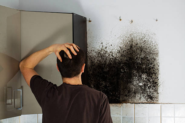 Best Insurance-Related Mold Remediation in Dale City, VA